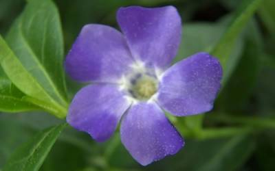 Bowles Evergreen Periwinkle