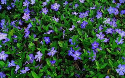 Bowles Evergreen Periwinkle