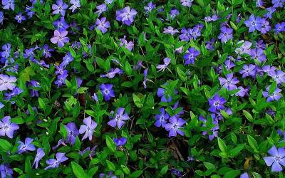 Bowles Evergreen Periwinkle