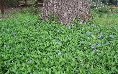 Bowles Evergreen Periwinkle