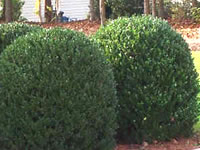 Boxwood Shrubs