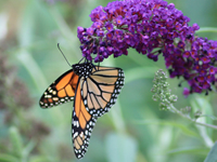 Butterfly Bush