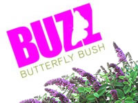 Buzz Dwarf Butterfly Bushes
