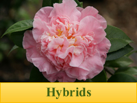 Hybrid Camellias