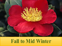 Sasanqua Camellias - Fall Blooming