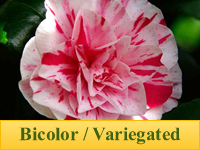 Camellias - Variegated
