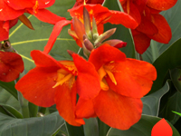 Canna Lily