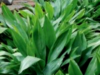 Aspidistra - Cast Iron Plants