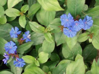 Ceratostigma - Plumbago