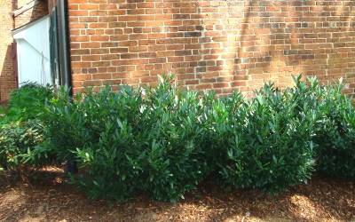 laurel cherry hill dwarf compact shrubs chestnut shrub chesnut gardenality gallon plants