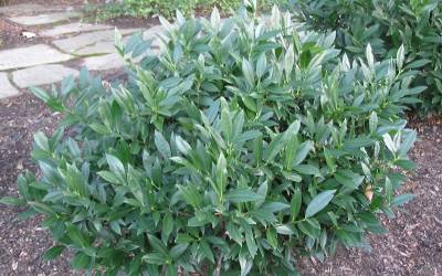 Compact Cherry Laurel