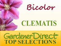Clematis - Bicolor Flowers