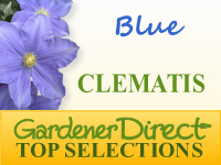 Clematis - Blue Flowered