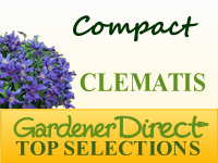 Clematis - Compact Varieties
