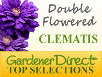 Clematis - Double Flowered