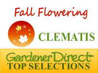 Clematis - Fall Flowering