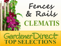 Clematis - Fences & Rails