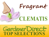 Clematis - Fragrant