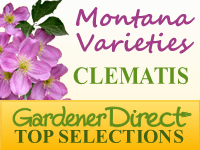 Clematis - Montana Varieties