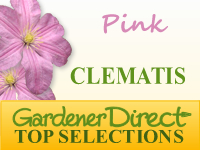 Clematis - Pink Flowered