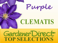 Clematis - Purple Flowered