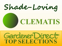 Clematis - Shade Loving