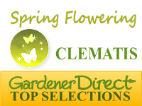 Clematis - Spring Flowering