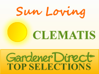 Clematis - Sun Loving