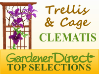 Clematis - Trellises & Partitions