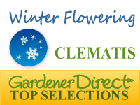 Clematis - Winter Flowering