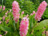 Clethra Shrubs - Summersweet