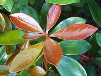 Cleyera Shrubs