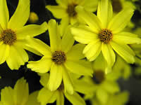 Coreopsis - Tickseed