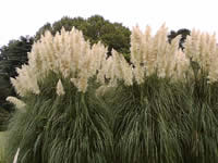 Cortaderia - Pampas Grasses