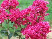 Crape Myrtle Trees