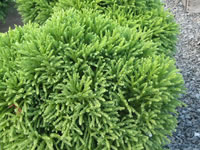 Cryptomeria Shrubs