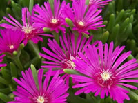 Delosperma - Ice Plant