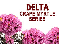 Delta Crape Myrtle Series