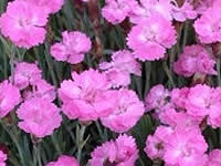 Dianthus - Cottage Pinks
