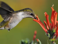 Dicliptera - Hummingbird Plant