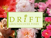 Drift Groundcover Rose Series