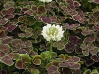 Dutch Clover - Perennial