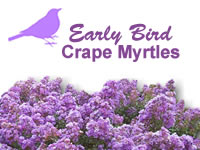 Early Bird Crape Myrtle Series