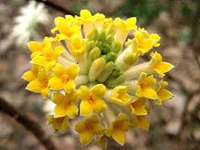 Edgeworthia - Paper Bush