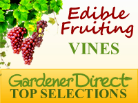 Vines - Edible & Fruiting
