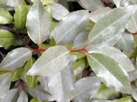 Elaeagnus - Silverberry