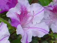 Encore Azaleas