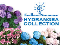 Endless Summer Hydrangea Series