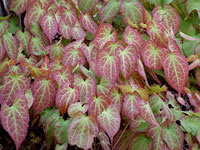 Epimedium - Bishops Hat