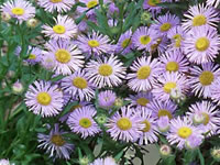 Erigeron - Fleabane